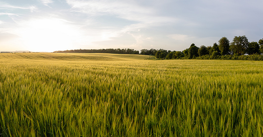 Getreidefeld - Panoramablick