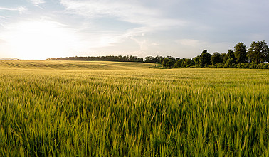 Getreidefeld - Panoramablick